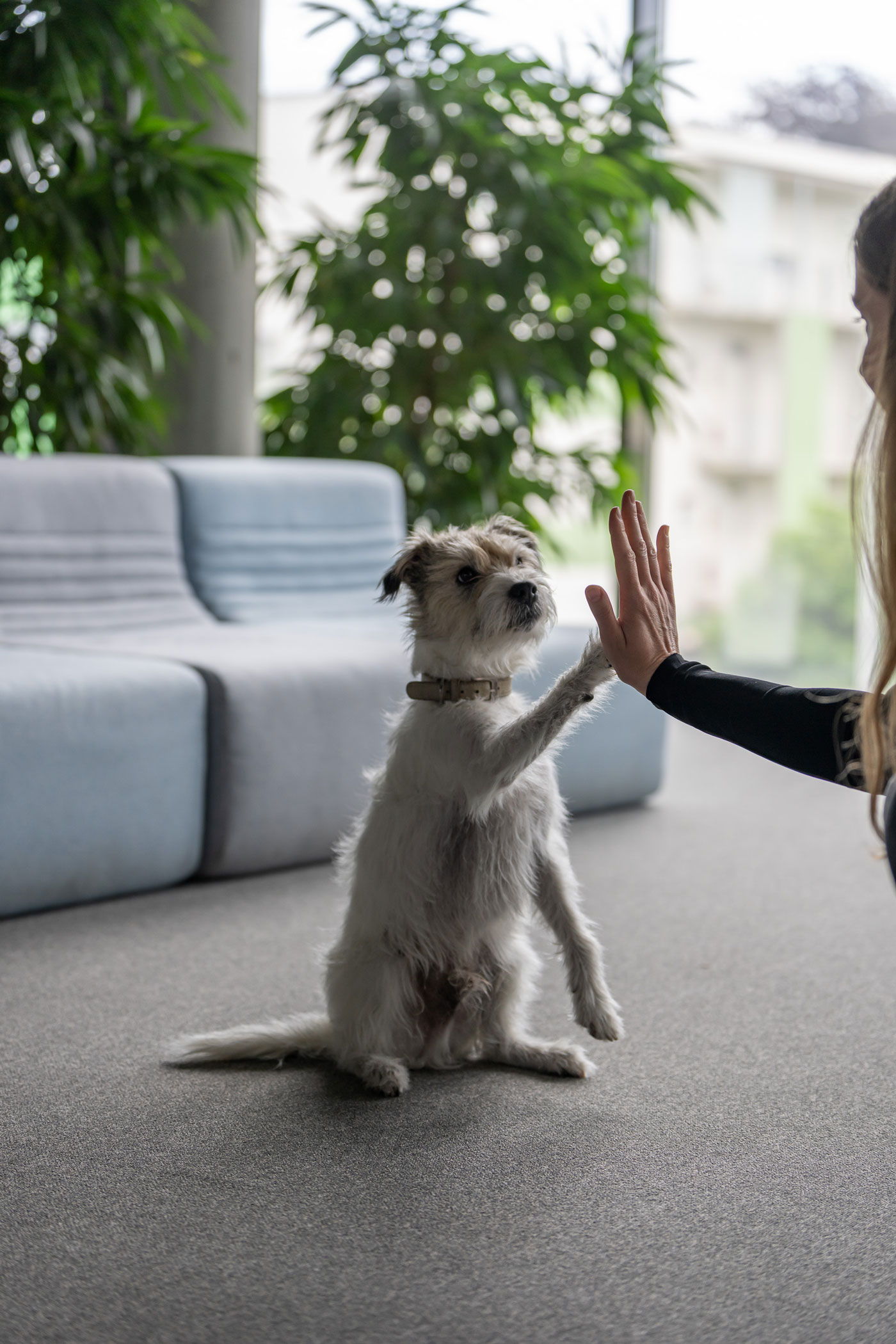 Agenturhund Monty überzeugt durch sein Talent