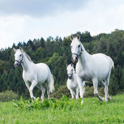 lipizzaner