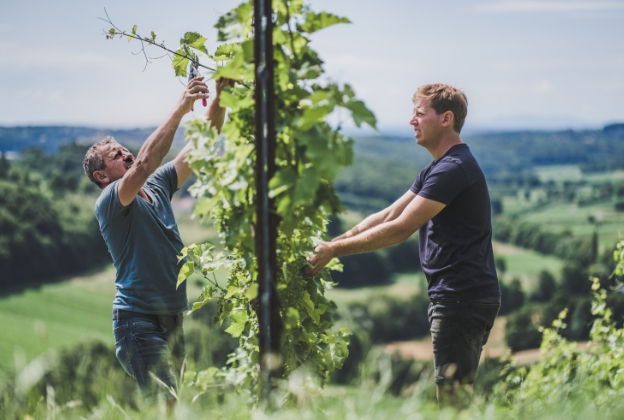 Zwei Männer arbeiten im Weinberg