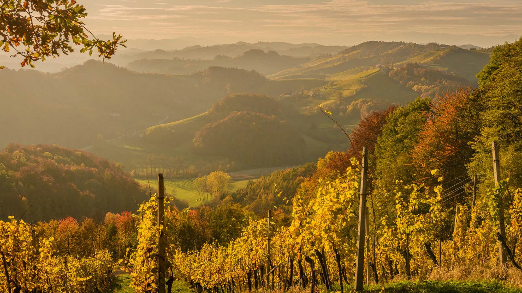 landscape weingut